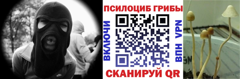 где можно купить наркотик  Волжск  Псилоцибиновые грибы GOLDEN TEACHER 